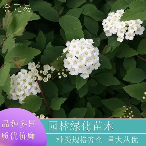 麻葉繡線菊?qǐng)D片