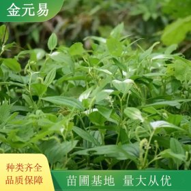 三白草 道路绿化栽植 庭院小区盆景盆栽观赏苗木 生长旺盛