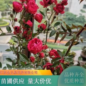 基地出售红木香花 爬藤植物浓香多季 园林棚架墙体垂直绿化材料