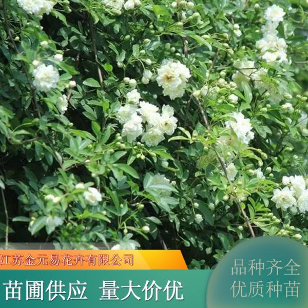 白木香花價(jià)格