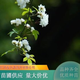 基地供应白木香花 浓香攀爬四季 庭院长廊阳台盆栽绿化