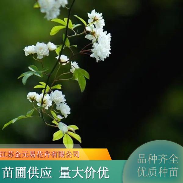 白木香花價(jià)格