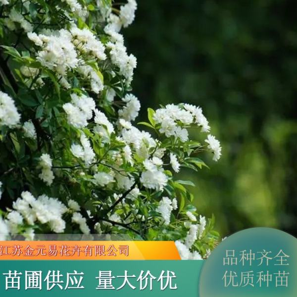 白木香花價(jià)格