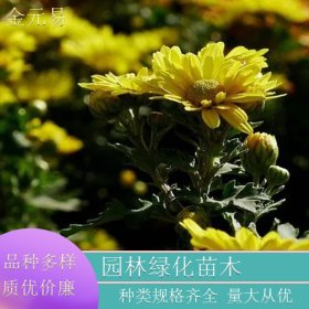 苗圃直供 黄色地被菊 园林花坛景观工程 城市植物绿化花苗