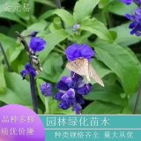 苗圃直供 蘭花鼠尾草 園林花海 景觀綠化植物 品種齊全