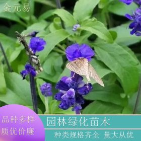 苗圃直供 兰花鼠尾草 园林花海 景观绿化植物 品种齐全