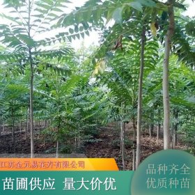 苗圃出售千头椿 庭荫观赏行道树 工矿区绿化树种