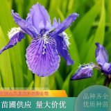 德國鳶尾苗 根狀莖粗壯而肥厚 別墅小區(qū)花壇 濕地綠化