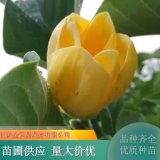 黃鳥玉蘭 花境花壇盆栽杯苗 庭院種植觀賞 工礦區(qū)綠化防護(hù)樹