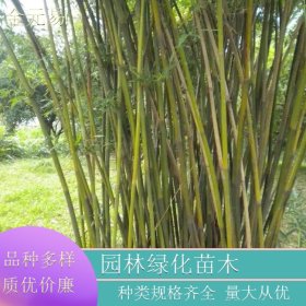 苗圃供应 慈孝竹 围墙绿篱风景竹类植物 庭院绿化观赏