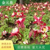 耬斗菜小苗基地 花镜花坛花带栽植 庭院小区绿化苗木 抗逆性强