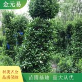 法國冬青綠化造景栽植苗 四季常綠 生長旺盛 園林工程苗