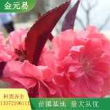 紅碧桃綠化造景栽植苗木 樹形優(yōu)美 生長旺盛 規(guī)格齊全