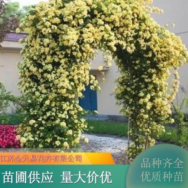 黄木香花价格