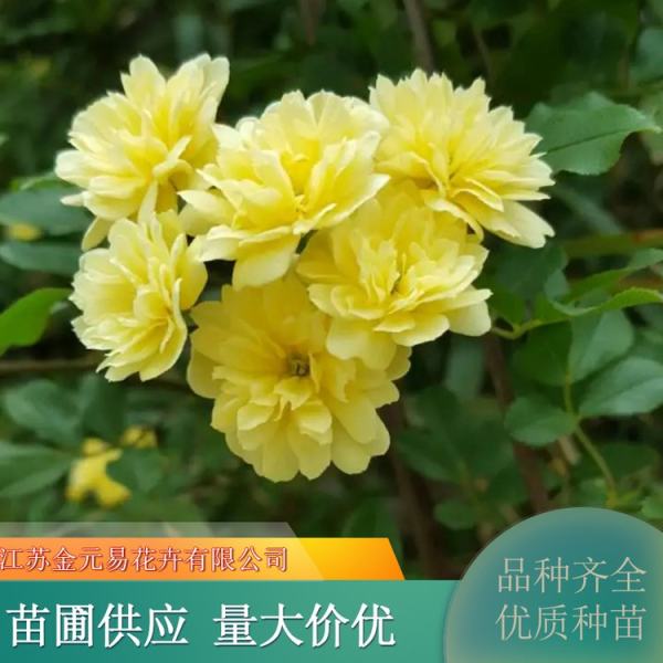 黄木香花价格