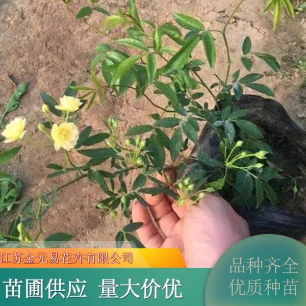 黄木香花价格