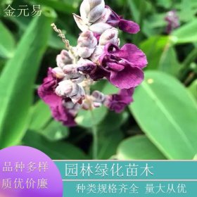 基地供应水竹芋 庭院栽培观赏苗园林景区池塘水体造景绿化工程苗