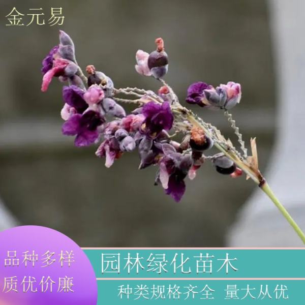 水竹芋图片