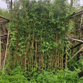 基地供应小琴丝竹 河边道路庭院公园观赏绿化竹 景区园林绿化工程苗