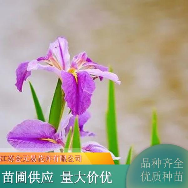 大花菖蒲花期