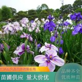 大花菖蒲 花菖蒲 水生植物 凈化水質(zhì) 公園 池塘觀賞植物