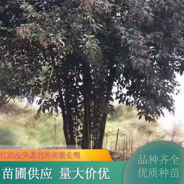 丛生大叶女贞价格