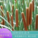 苗圃直供 水燭 河道綠化水體凈化耐寒水生觀賞花卉 品種齊全