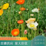 虞美人 一年生草本植物供應(yīng) 好養(yǎng)易活 整片栽植觀賞價(jià)值高