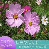 基地直供 波斯菊 花色多 喜陽光溫暖環(huán)境 公園小區(qū)綠化種植