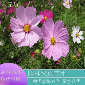 基地直供 波斯菊 花色多 喜阳光温暖环境 公园小区绿化种植