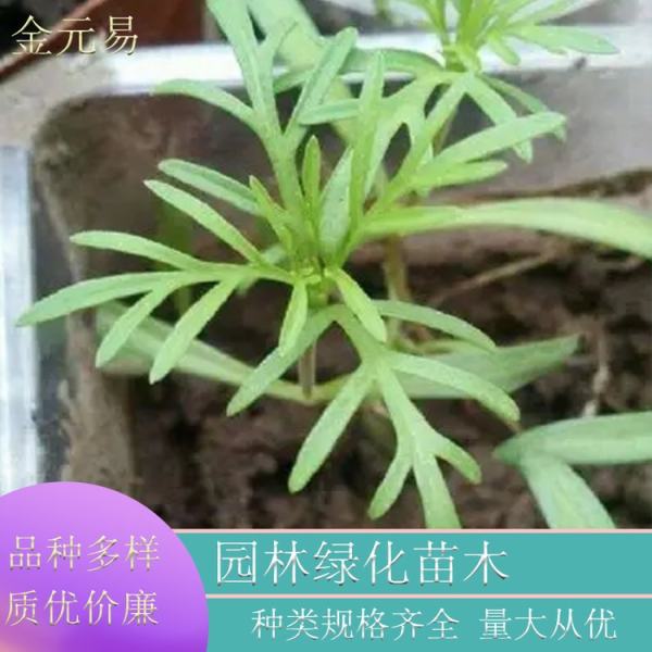 波斯菊圖片