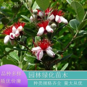 菲油果棒棒糖型 四季常绿喜光耐旱 景区园林造景工程绿化配植