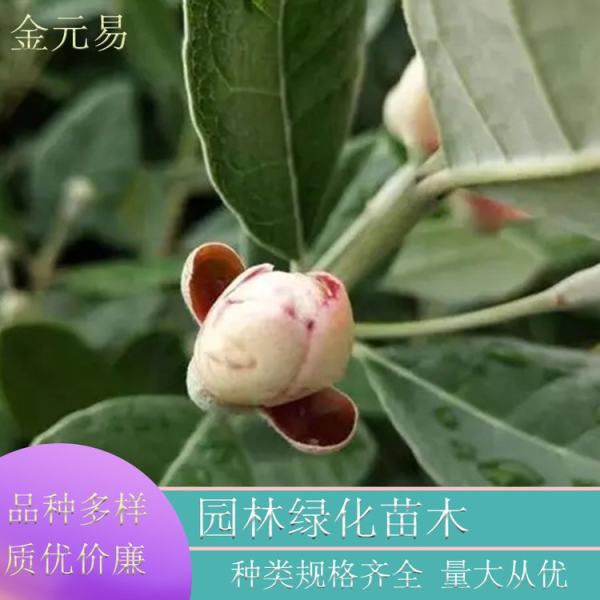 菲油果棒棒糖型图片