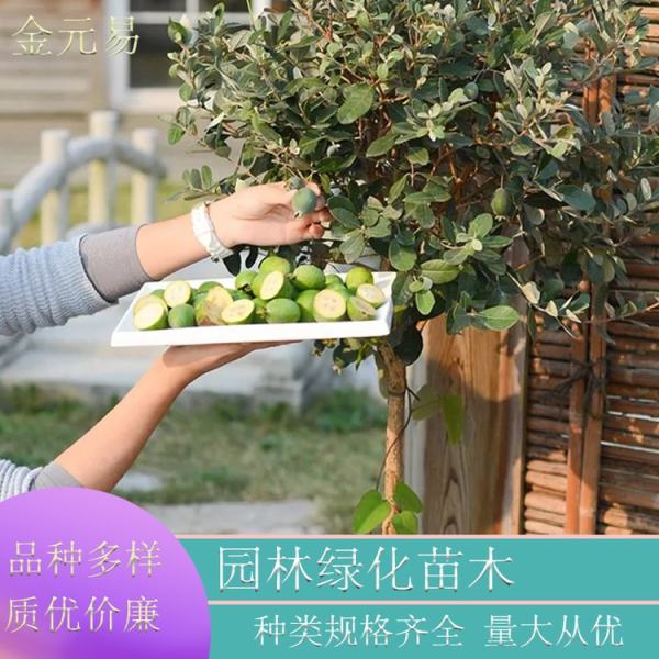 菲油果棒棒糖型图片