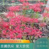 彼岸花石蒜 多年生草本 耐寒 易栽培 花壇花鏡觀賞苗