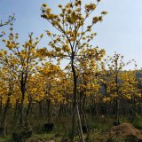 黃花風鈴木 規(guī)格齊全 景區(qū)公園觀賞性配植 園林綠化造景工程苗木