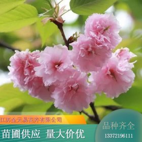 苗木出售京东樱花 大量批发园林绿化 枝繁叶茂根系发达 规格齐全