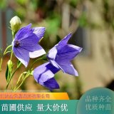 桔梗 形態(tài)多樣觀賞價值高 多色系 綠化工程園林觀賞