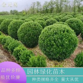 苗圃直供金边黄杨球 庭院绿篱植物规格齐全四季常绿