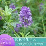 苗圃直供紫花苜蓿 庭院别墅小区园林绿化工程苗色块苗 根系发达