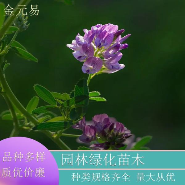 紫花苜蓿