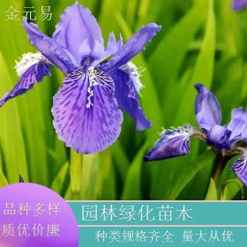 苗圃直供紫花鳶尾 庭院園林別墅小區(qū)道路公園綠化工程苗