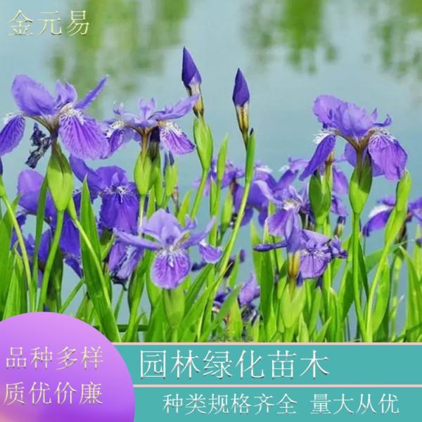 紫花鸢尾