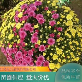 国庆菊 花色丰富 喜温暖气候 品种齐全 花朵紧密