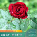 苗圃出售 玫瑰 多花色 味芳香 四季開花花色豐富觀賞性好