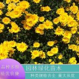 基地直供 地被菊 宿根地被花卉 花海工程 庭院園林觀花綠化工程苗