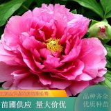 牡丹 品種花色全 株型飽滿 園林庭院造景植物 道路綠化苗