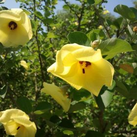 海滨木槿别名海塘苗木 日本黄槿 庭院花坛种植观赏园林绿化工程苗