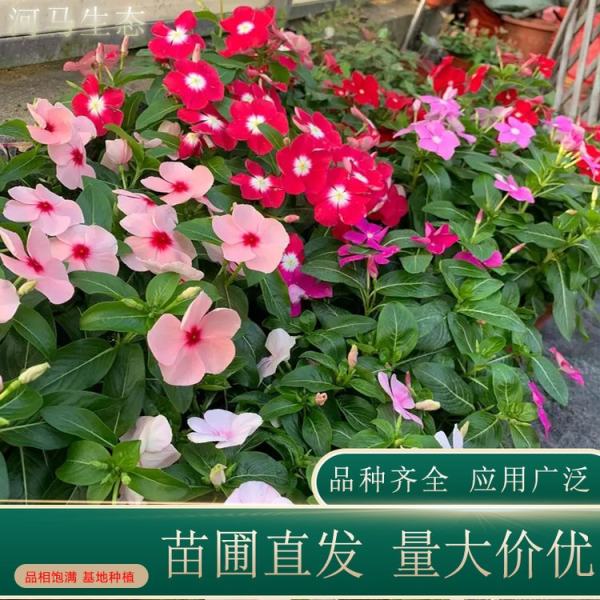 长春花价格