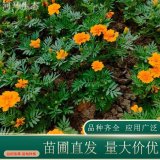 河马万寿菊 可作盆栽花海观赏 庭院公园小区园林绿化工程苗